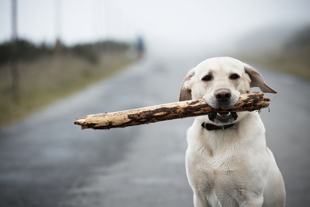 Git fetch Git fetch